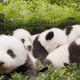 Image: National Geographic/YouTube